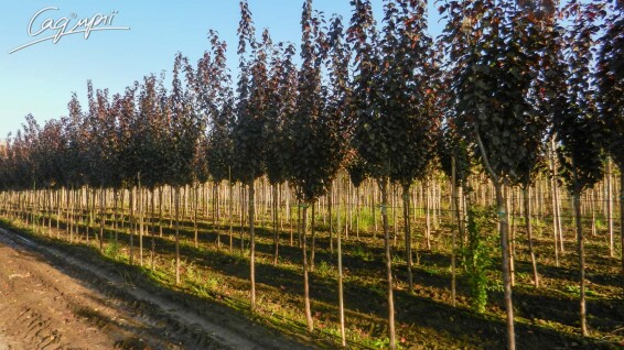 Слива вишнеплодная 'Pissardii' #16, С69 16--18 450-500 St. 180-200 - 9