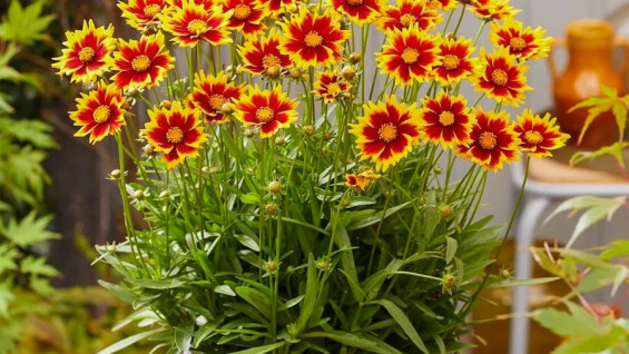 Кореопсис ‘Solar Jewel®’ - ваш яскравий оберіг