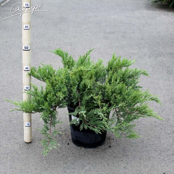 Можжевельник казацкий 'Tamariscifolia' #4, C7 40-60 - 4