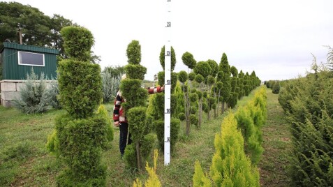 Формованные туи западные 'Smaragd'