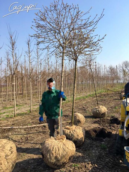 Клен платановидный 'Globosum' #1, С31.5 8--10 250-300 St. 200-225 - 6