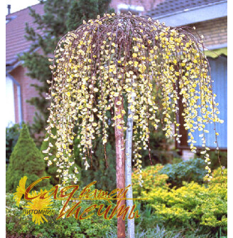 Ива козья 'Kilmarnock Pendula'