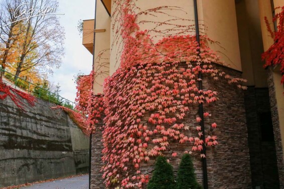 Виноград триостренный 'Veitchii' - 9 Виноград триостренный 'Veitchii' - 9