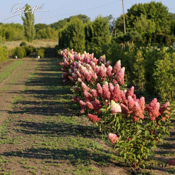 Гортензія волотиста 'Fraise Melba'® #3, С14 125-150 - 1