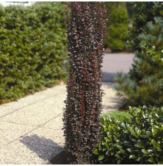 Барбарис Тунберга 'Helmond Pillar'