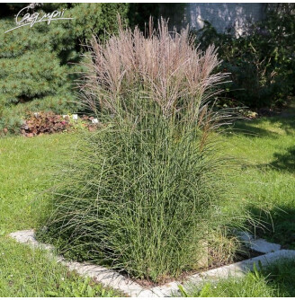 Мискантус китайский 'Graziella'