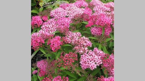 Спірея японська 'Anthony Waterer' - чудовий вибір для Вашого саду!