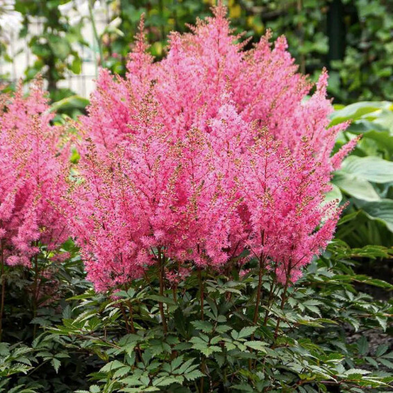 Астільба гібридна ‘Younique Pink®’ (PBR) #1, ГК - - 3