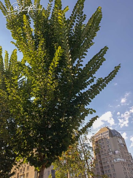 В'яз 'Columella' #5, WRB 20--25 700+ St. 160-180 - 4