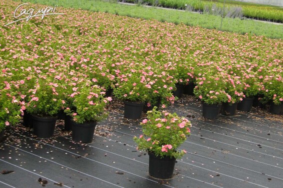 Лапчатка кустарниковая 'Lovely Pink'® - 2