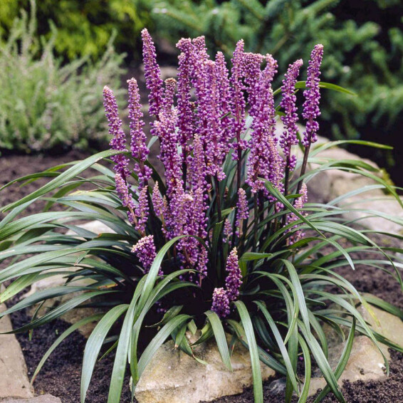 Лириопе мускари 'Royal Purple' - 1