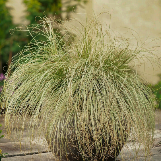 Осока волосоподібна 'Frosted Curls' - 2