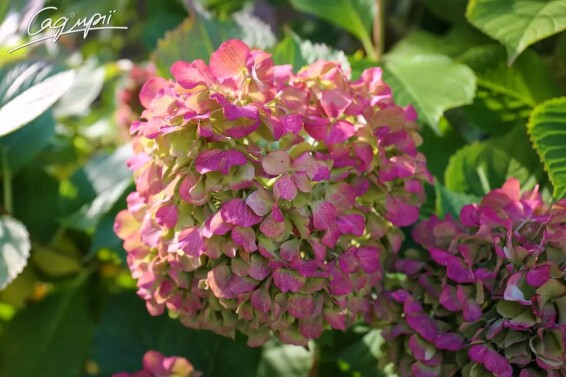 Гортензия крупнолистная 'Bouquet Rose' #1, Р9 - - 6