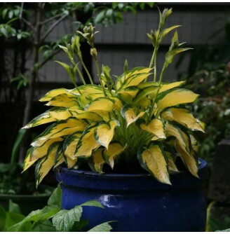 Хоста 'Orange Marmelade'