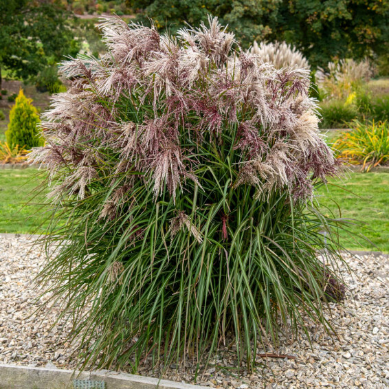 Міскантус китайський 'Boucle®' - 1