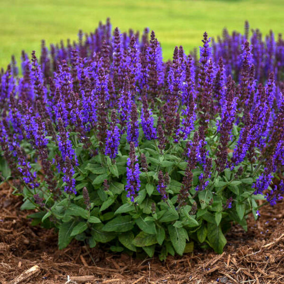 Шалфей дубравный 'Blue Bouquetta', C2 - - 1
