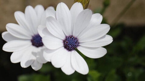 Остеоспермум - чудовий вибір для балконного квітника