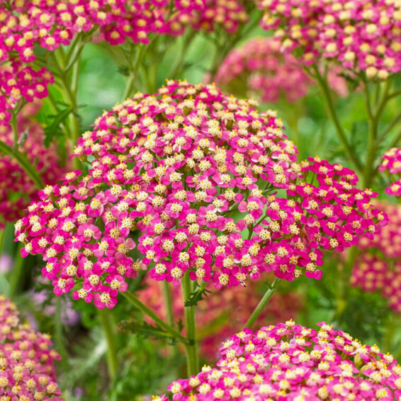 Тысячелистник гибридный 'Rainbow Lightning Pink®' #1, ГК - - 2