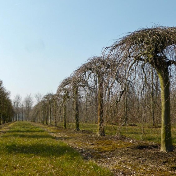 Бук лесной 'Purpurea Pendula' - 3
