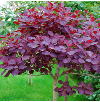 Скумпия кожевенная 'Royal Purple'