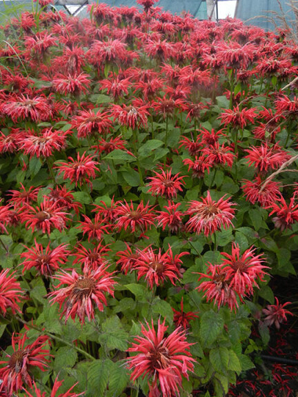 Монарда 'Gardenview Scarlet' - 1
