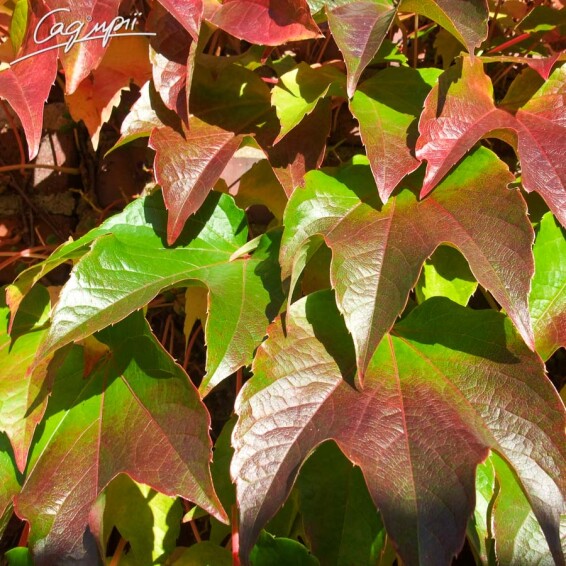 Виноград триостренный 'Veitchii' - 3 Виноград триостренный 'Veitchii' - 3