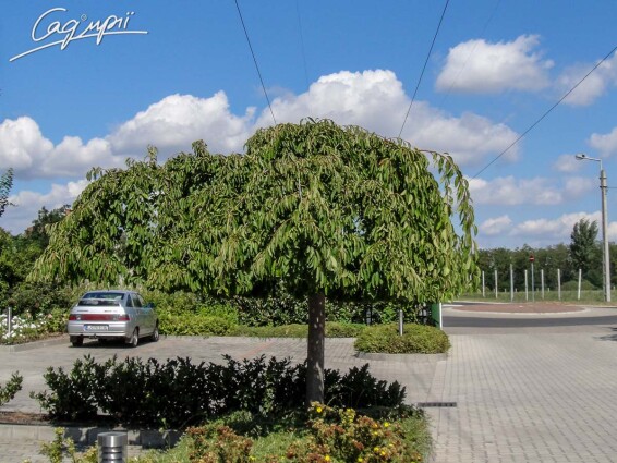 Вишня субхиртелла 'Pendula' - 9