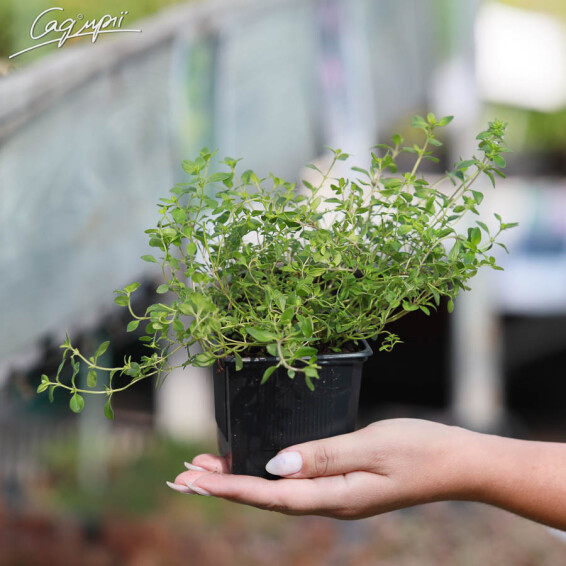 Чебрець повзучий #1, p9 - - 2