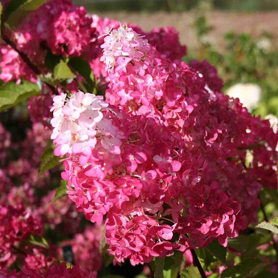 Гортензия метельчатая 'Fraise Melba'® - 1