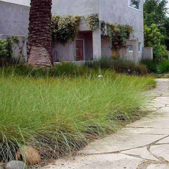 Сеслерия осенняя #1, ГК - - 5