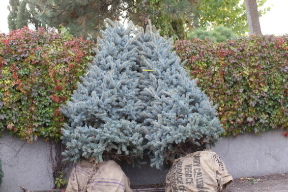 Ель колючая 'Hoopsii' - 3