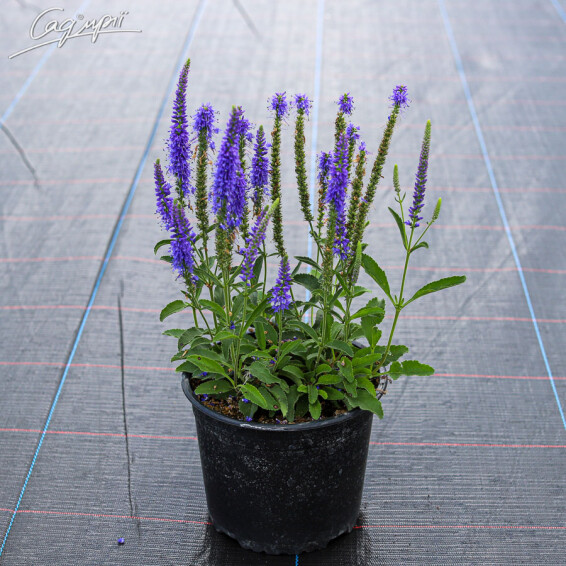 Вероника колосковая 'Younique Baby Blue' ® PBR - 2