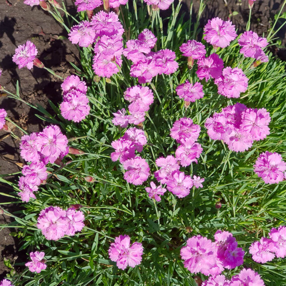 Гвоздика серовато-голубая 'Pink Jewel' - 5