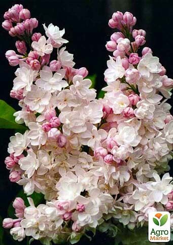 Бузок звичайний 'Krasawica Moskvy' - 5