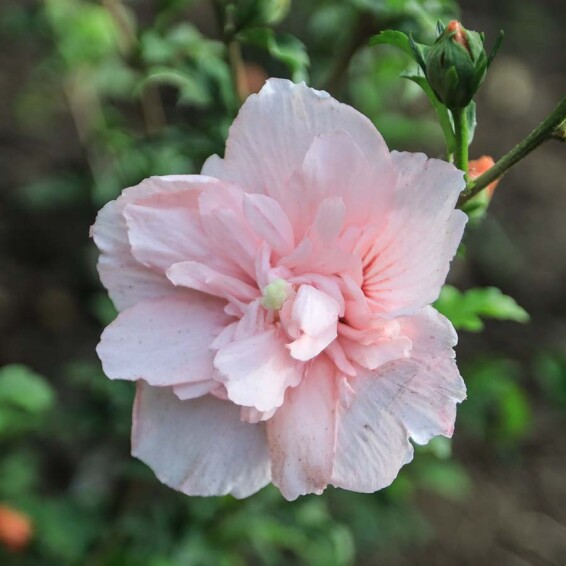 Гібіскус сірійський 'Pink Chiffon' #1, p9 - - 1