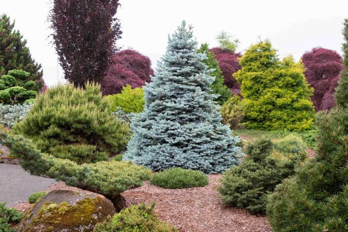 Блакитна ялина – красуня до Нового року