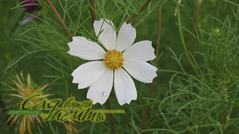 Космея - "золушка" наших цветников