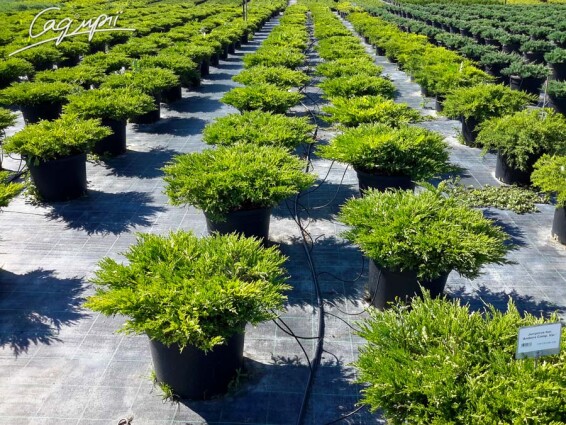 Можжевельник горизонтальный 'Andorra Variegata' - 6