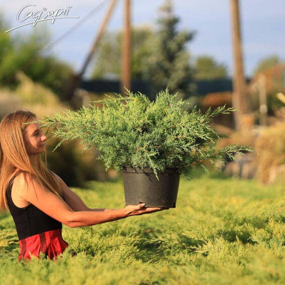 Ялівець середній 'Pfitzeriana Glauca' - 1