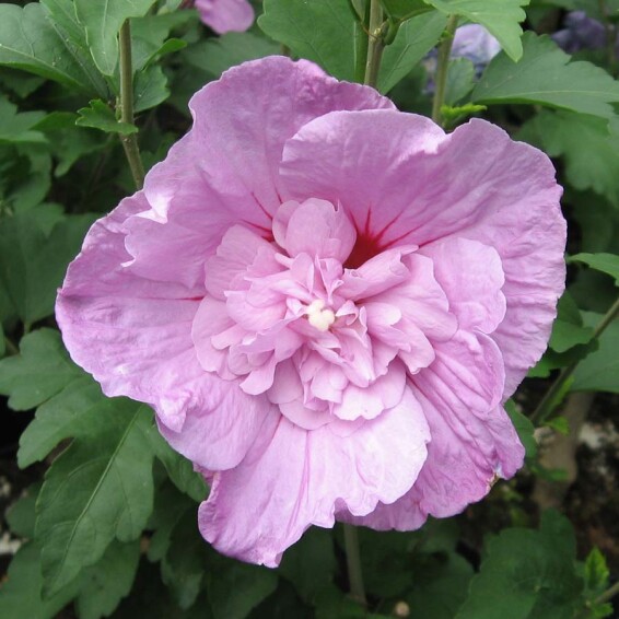 Гибискус сирийский 'Pink Chiffon' - 3