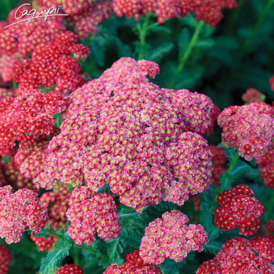 Тысячелистник гибридный 'Tutti-Frutti Pomegranate' - 3