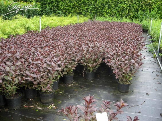 Вейгела цветущая 'Nana Purpurea' #3, C3 60-70 - 1