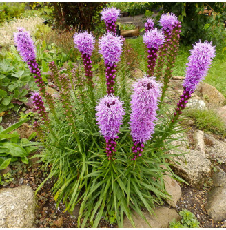 Лиатрис колосковый 'Floristan Violet'
