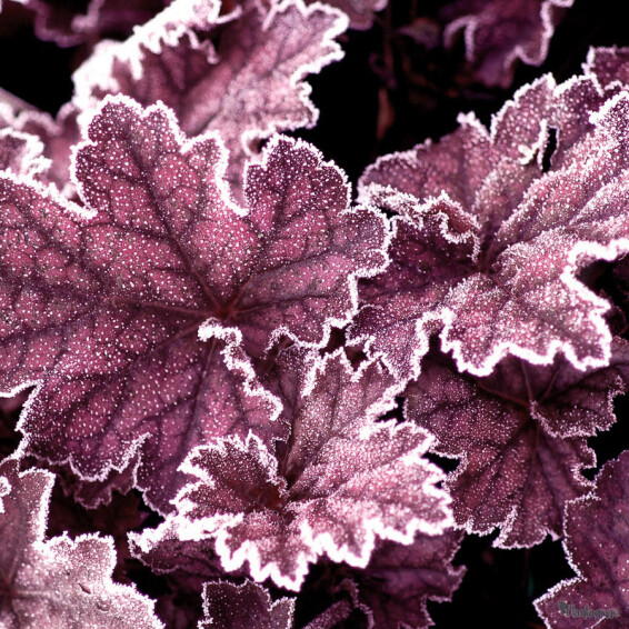 Гейхера 'Midnight Bayou' - 3