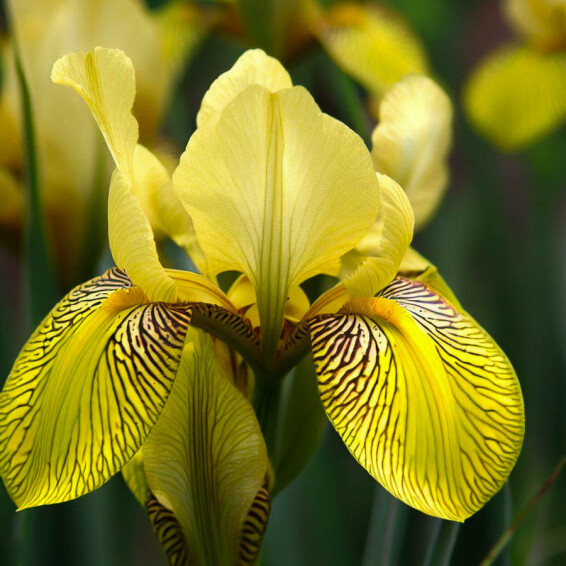 Ірис болотяний 'Variegata', C3 - - 3