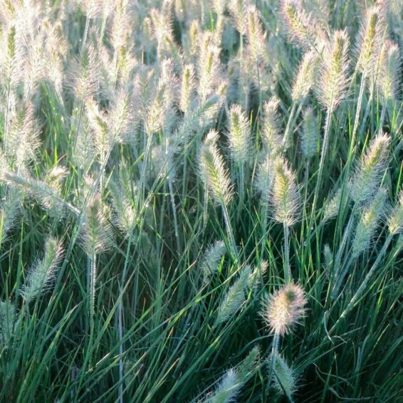 Перистощетинник лисохвостный 'Little Bunny' #1, С1.5 - - 3