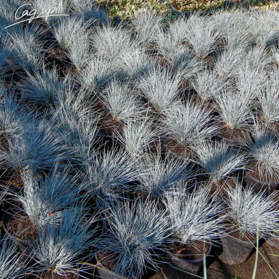 Овсяница пепельная 'Blauglut', p9 - - 5