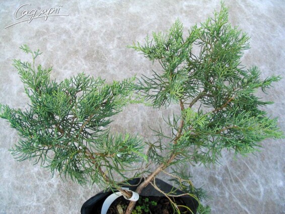 Можжевельник виргинский 'Grey Owl' - 3