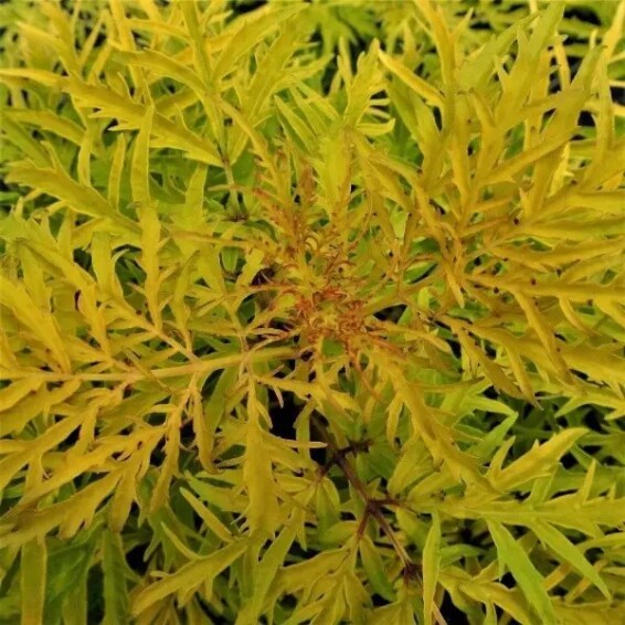 Бузина 'Lemony Lace' #1, С5 - - 6