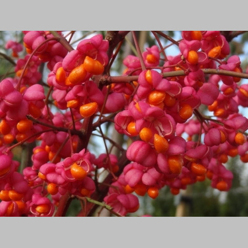 Бересклет европейский 'Red Cascade' - 3